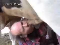Cow bonks a man to receive the raunchy fun
